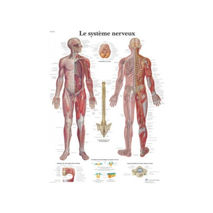 Planche anatomique système nerveux